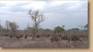 Buffalo herd